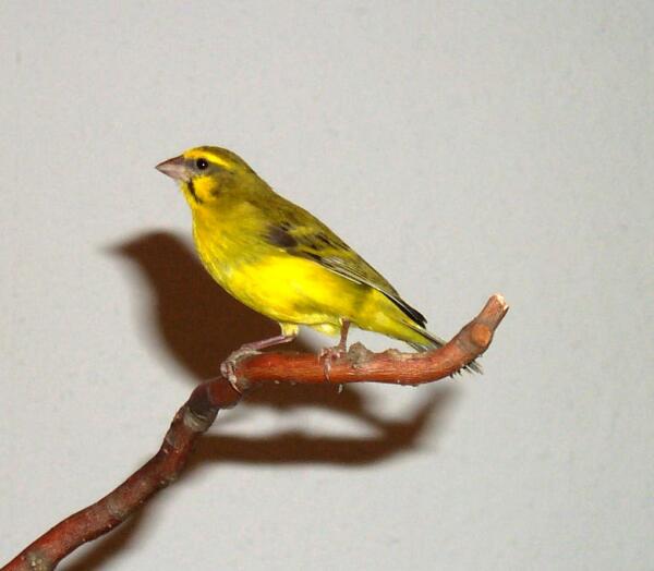Serinus_mozambicus_barbatus.jpg
