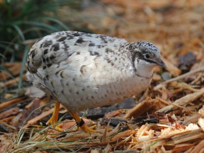 Quail, Chinese Painted BW3c.jpg