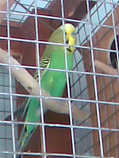 Kép002.jpg