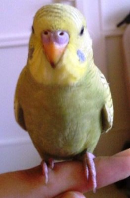 picur.jpg