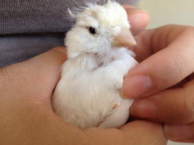 Sophie / sophiee.jpg sophiee.jpg