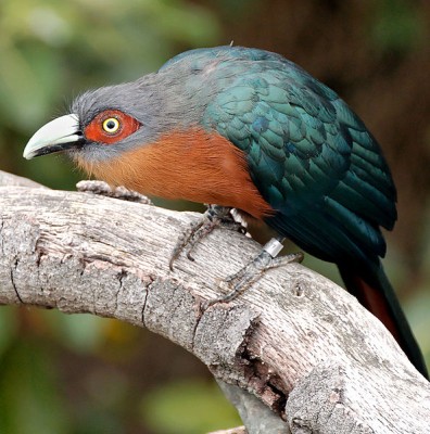 Chestnut-breasted Malkoha.jpg