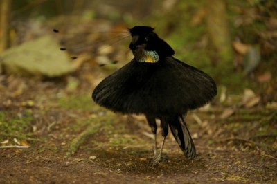 Nyugati parotia paradicsommadár.jpg