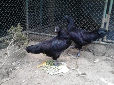 cemani1.JPG