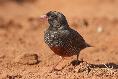 800px-Flickr_-_Rainbirder_-_African_Quailfinch_(Ortygospiza_atricollis)_male.jpg