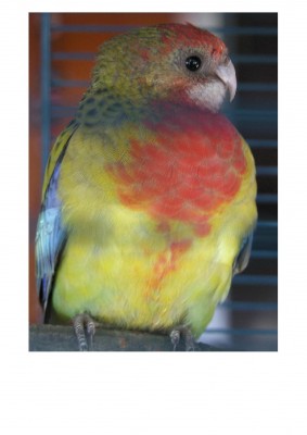 Bella__.jpg