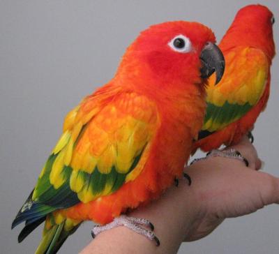 1145901_red_factor_sun_conures_side1.jpg