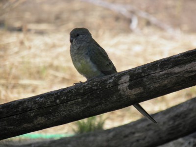 PA150176_001.JPG