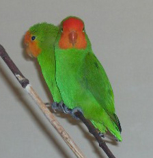 Agapornis_pullarius.jpg