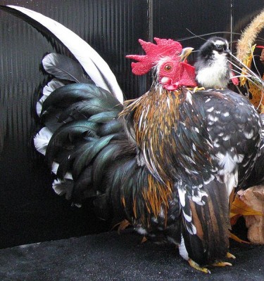 562px-Serama_Rooster091.JPG