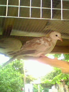 IMG0009A.jpg